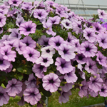 Petunia Surfinia Purple Vein